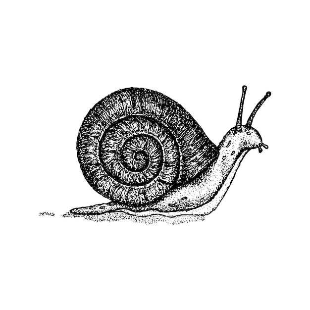 Vector dotwork snail slippery