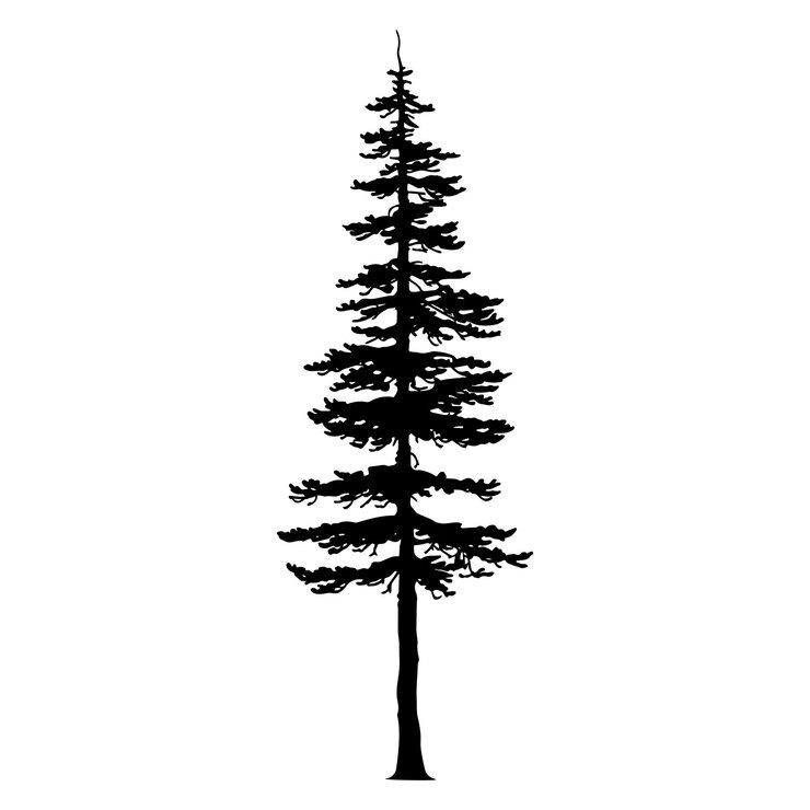 Vector douglas fir tree silhouette vector illustration