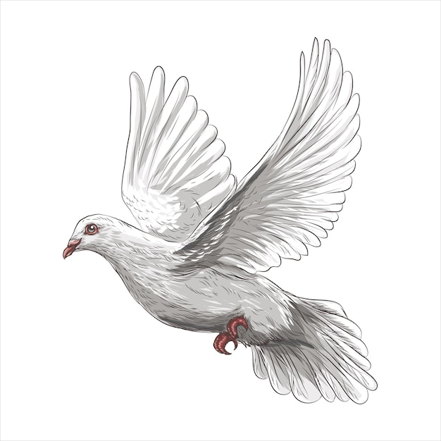 비둘기 새는 평화와 순결의 상징 손으로 그린 벡터 일러스트 레이 션 현실적인 스케치