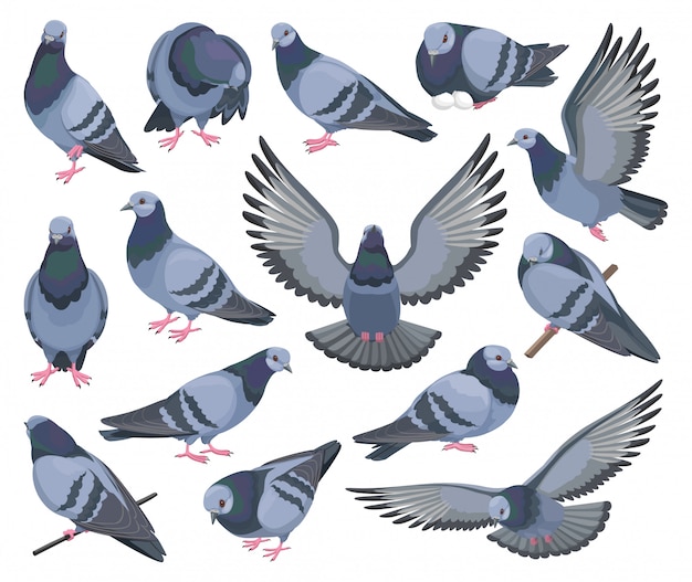 벡터 비둘기 새 격리 된 만화 설정된 아이콘입니다. 비둘기 만화 아이콘을 설정합니다. 그림 흰색 배경에 새 비둘기.