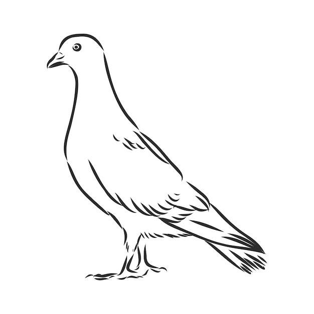 Dove hand drawn illustration. vector line art with couple of pigeons, flying white bird, standing carrier pigeon and dove with branch.