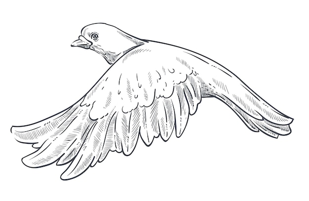 鳩またはハトの分離された動物のスケッチ飛んでいる鳥
