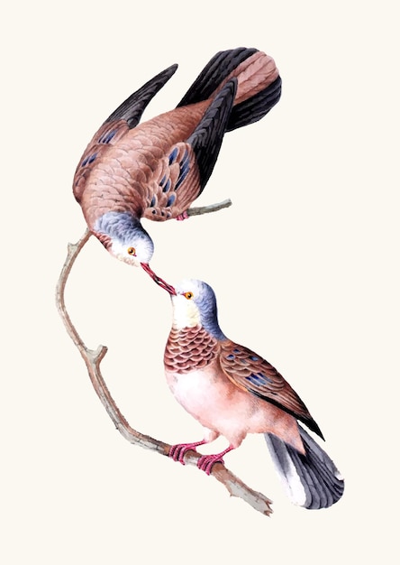 Doves with a blue tail are sitting on a branch