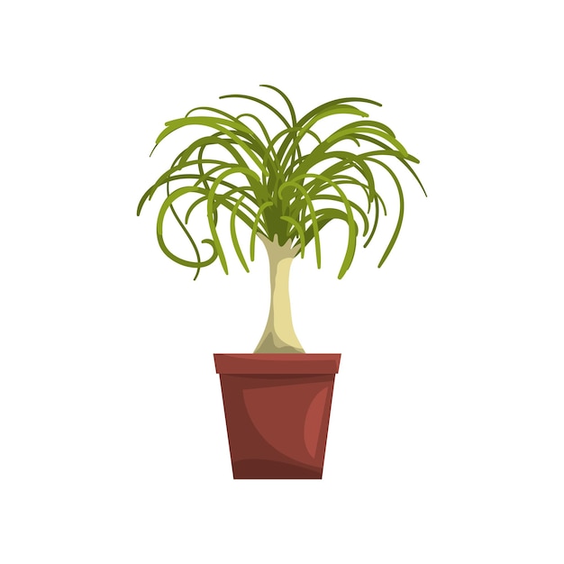 Dracaena indoor house plant in brown pot element for decoration home interior vector Illustration on a white background