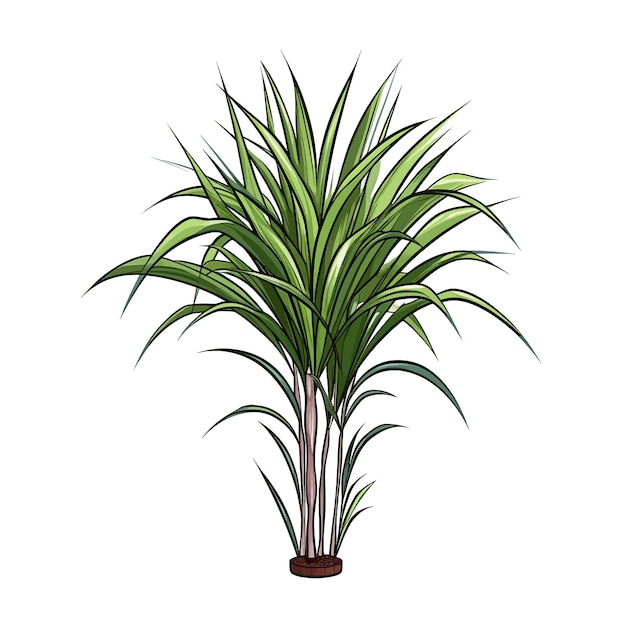 벡터 dracaena marginata 벡터 클립 아트 흰색 배경