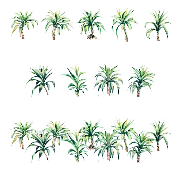 Dracaena sanderianaWatercolor palm tree set isolated on white background Hand drawn illustration