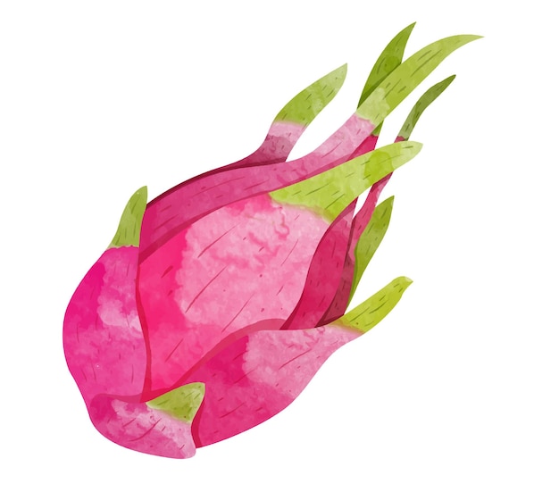 Dragon Fruit Design elements watercolour style vector illustration