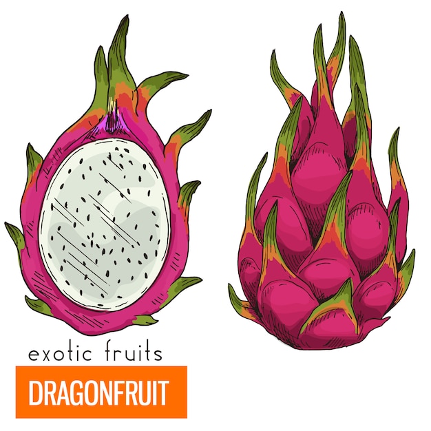 Dragon fruit. Full color realistic 