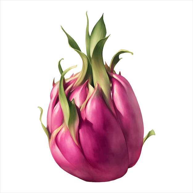 Dragon Fruit Geïsoleerde Gedetailleerde Hand Getrokken Schilderij Illustratie