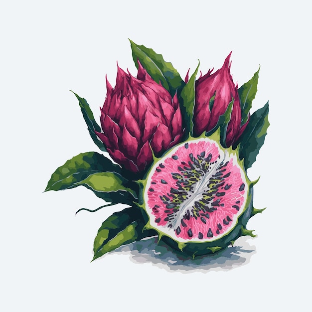 Vettore illustrazioni di frutta del drago