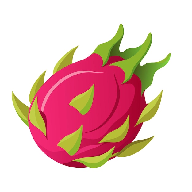 Dragon fruit isolated flat vector illustration