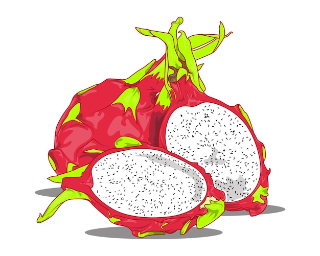 Dragon fruit painting vector Illustration