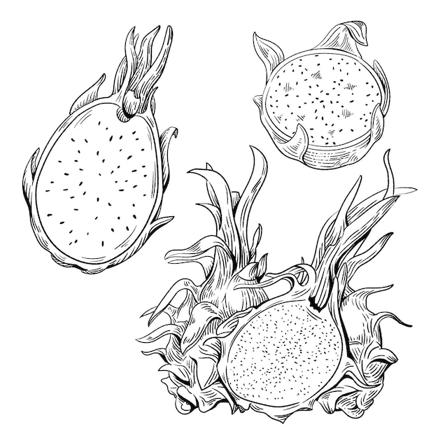 Dragon fruit silce hand drawn set delicious tropical fruit vector engraved