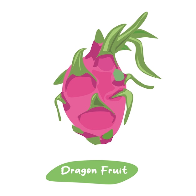 Dragon fruit vector illustratie Zomer tropische fruit clip art Platte vector in cartoon stijl isola