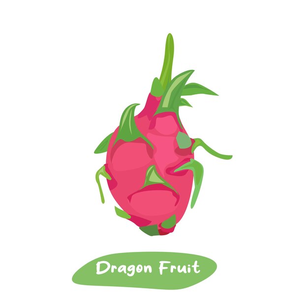 Dragon fruit vector illustratie Zomer tropische fruit clip art Platte vector in cartoon stijl isola