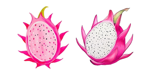 Vector dragon fruit watercolor vector