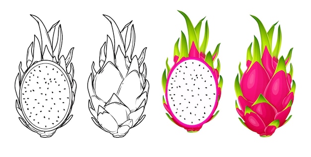 Vector dragon fruit on white background