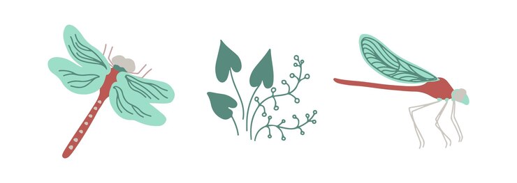 Vector dragonflies top view and side view with wetland plants isoalted on white background