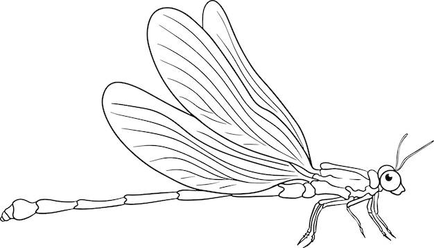 Dragonfly. Beetles coloring pages. Detailed illustration bugs. Vector, hand drawn illustration.