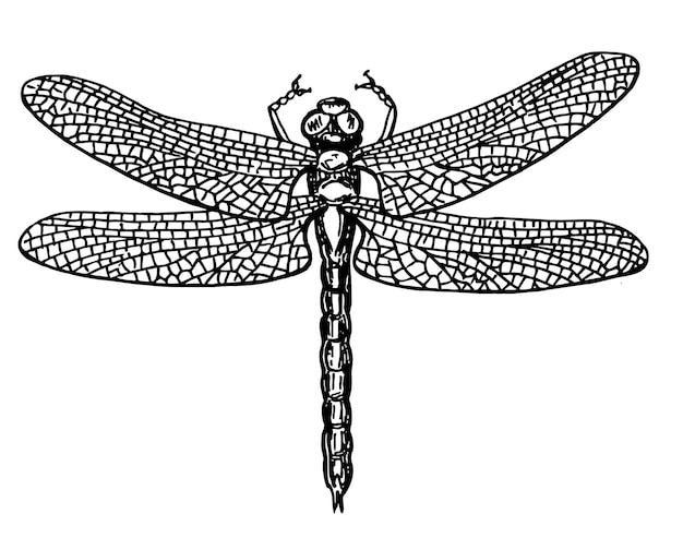 섬세한 날개 벡터 일러스트 스케치와 잠자리 흑백 스케치