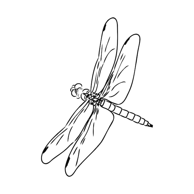 Dragonfly black and white sketch with delicate wings vector illustration black and white sketch