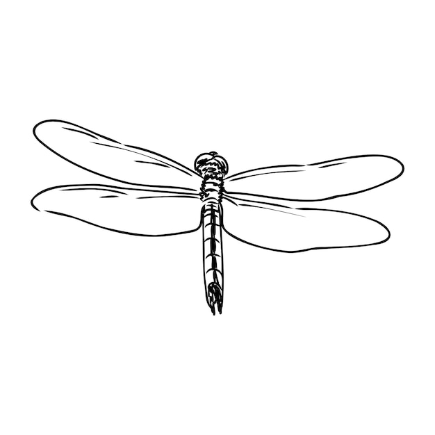 Schizzo di libellula in bianco e nero con ali delicate illustrazione vettoriale schizzo in bianco e nero