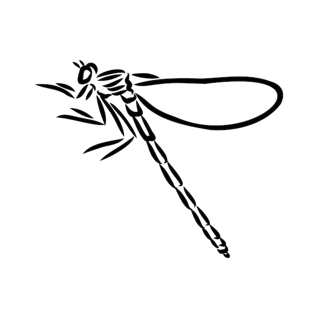 Dragonfly black and white sketch with delicate wings vector illustration black and white sketch