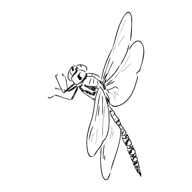 Vettore schizzo di libellula in bianco e nero con ali delicate illustrazione vettoriale schizzo in bianco e nero