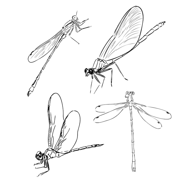 Vector dragonfly black and white sketch with delicate wings vector illustration black and white sketch