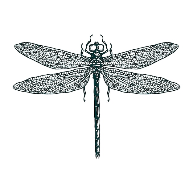 Dragonfly engraving hand drawn illustration