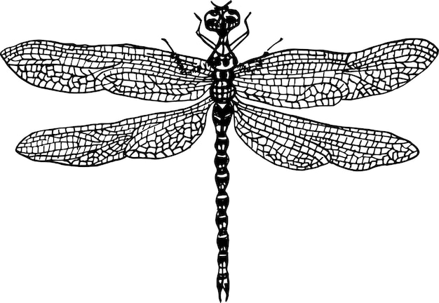 Vector dragonfly hand illustration