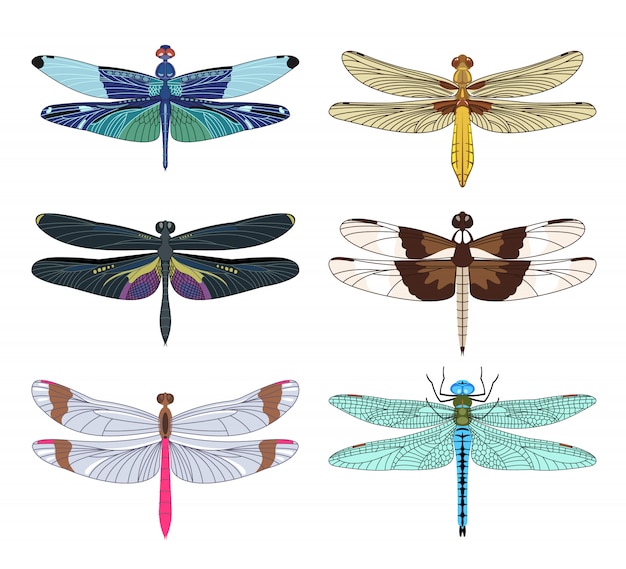 Vector dragonfly icons set in flat style isolated on white background.