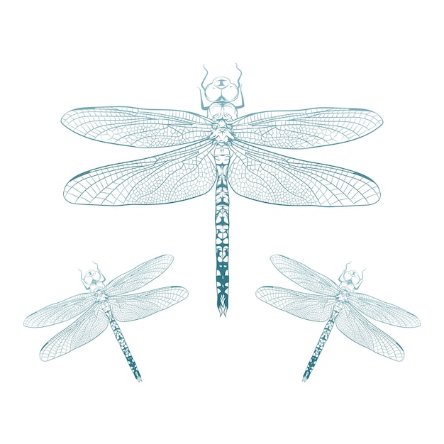 Dragonfly pictogram ontwerp