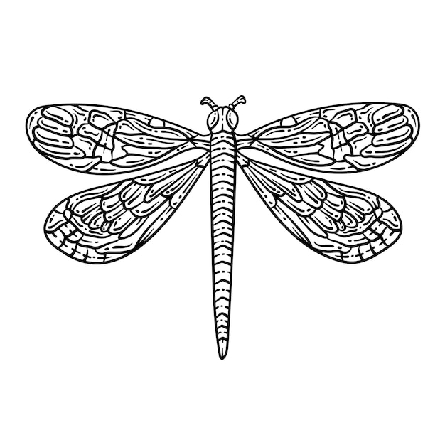Vector dragonfly spring coloring page for adults