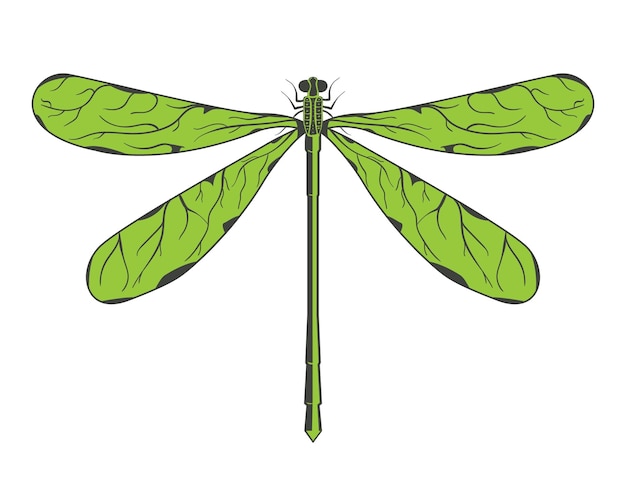 Vector dragonfly vector illustration