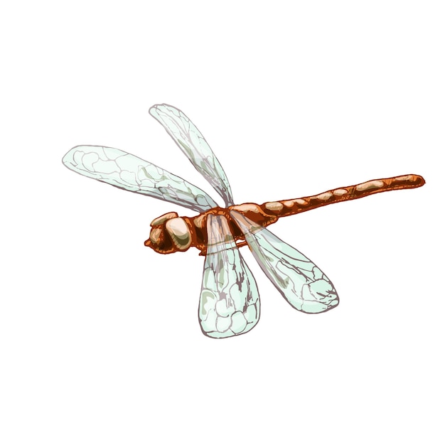 Dragonfly. Vintage hatching illustration. Isolated on white