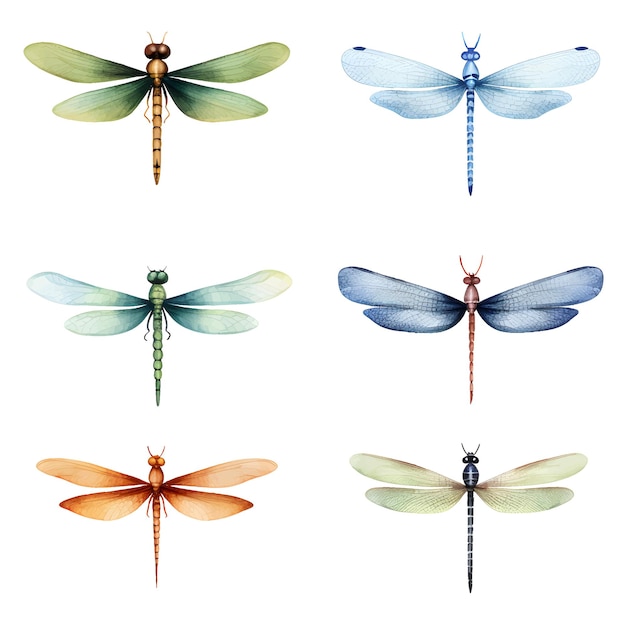 Dragonfly vleugels aquarel insect dragonfly clipart