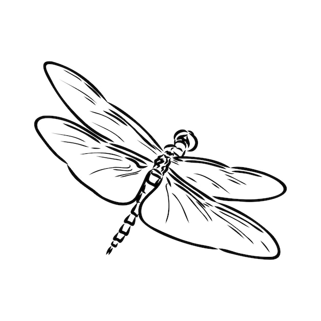 Dragonfly zwart-wit schets met delicate vleugels vector illustratie zwart-wit schets
