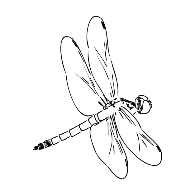 Dragonfly zwart-wit schets met delicate vleugels vector illustratie zwart-wit schets