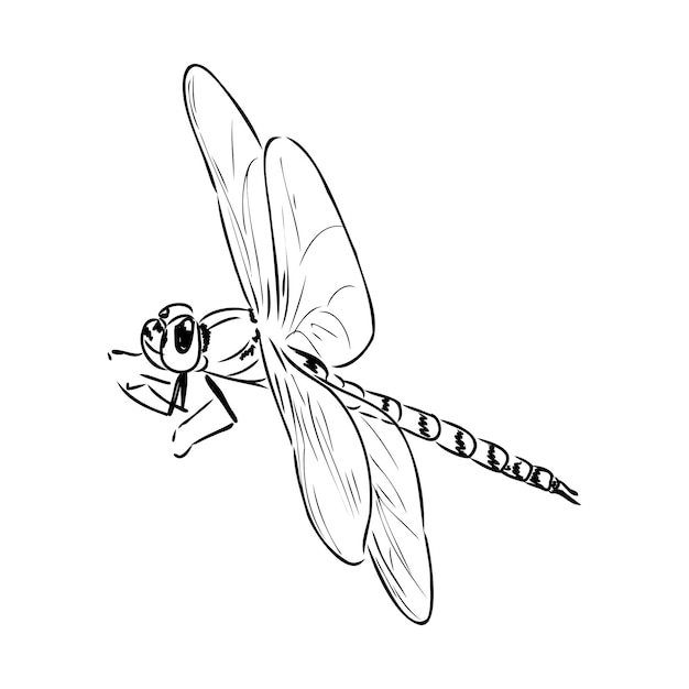 Vector dragonfly zwart-wit schets met delicate vleugels vector illustratie zwart-wit schets