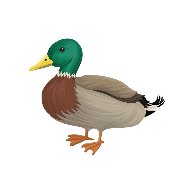 Vector drake duck poultry breeding vector illustration on a white background