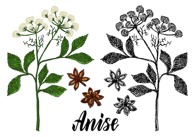 Drawing of anise branch anise branch anise leaves and seeds anise stars isolated medical flower