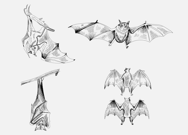 Vector a drawing of bats with a bat on it