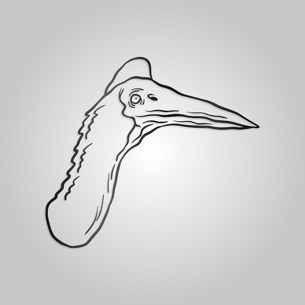 How to Draw Bird Beaks video  John Muir Laws