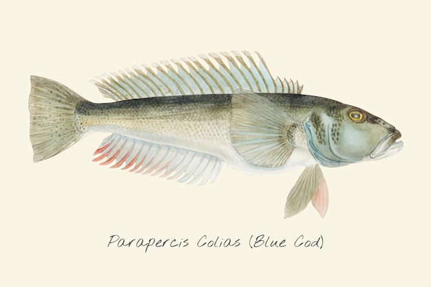 drawing of a blue cod