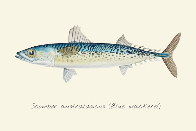 Vector drawing of a blue mackarel fish