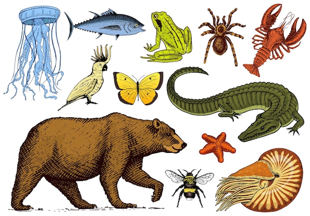 Vettore un disegno di un orso bruno e delle diverse specie di animali.