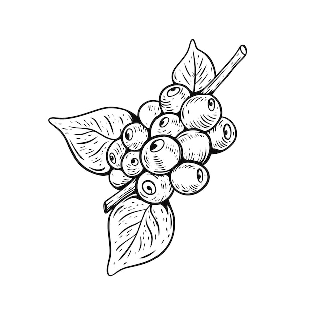 A drawing of a bunch of grapes with leaves