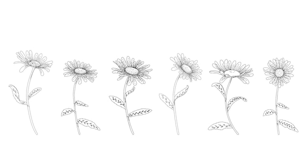 Drawing of chamomile flowers A botanical sketch