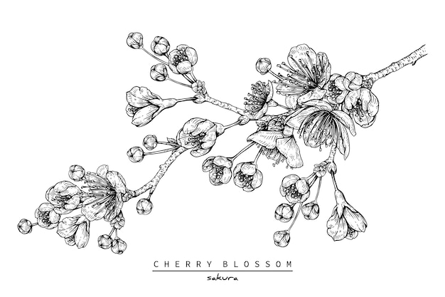 Drawing of cherry blossom